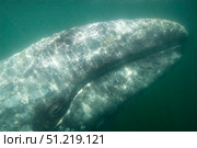 Headshot of an adult gray whale. VW Pics/Stocktrek Images/TASS. Стоковое фото, агентство ТАСС / Фотобанк Лори