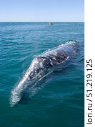 An adult California gray whale in Scammon's Lagoon, Baja California Sur, Mexico. VW Pics/Stocktrek Images/TASS. Стоковое фото, агентство ТАСС / Фотобанк Лори