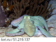 Caribbean reef octopus in the Caribbean Sea. VW Pics/Stocktrek Images/TASS. Стоковое фото, агентство ТАСС / Фотобанк Лори