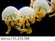 Jellyfishes, Mastigias sp., on black background. VW Pics/Stocktrek Images/TASS. Стоковое фото, агентство ТАСС / Фотобанк Лори
