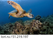 A green sea turtle, Chelonia mydas, Ko'olina, Oahu, Hawaii, North Pacific. VW Pics/Stocktrek Images/TASS. Стоковое фото, агентство ТАСС / Фотобанк Лори
