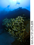 Heart-shaped school of fish at Sea Tiger wreck, Honolulu, Oahu, Hawaii. VW Pics/Stocktrek Images/TASS. Стоковое фото, агентство ТАСС / Фотобанк Лори