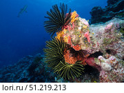 Red lace coral, feather stars, and juvenile gray reef shark in the Pacific Ocean. VW Pics/Stocktrek Images/TASS. Стоковое фото, агентство ТАСС / Фотобанк Лори
