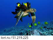 A green sea turtle getting cleaned by yellow tangs and lined bristletooth, Hawaii. VW Pics/Stocktrek Images/TASS. Стоковое фото, агентство ТАСС / Фотобанк Лори