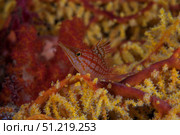 Longnose hawkfish on soft coral, Fiji. Terry Moore/Stocktrek Images/TASS. Стоковое фото, агентство ТАСС / Фотобанк Лори
