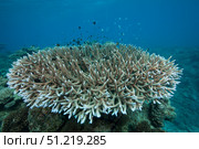 Stony corals in Beqa Lagoon, Fiji. Terry Moore/Stocktrek Images/TASS. Стоковое фото, агентство ТАСС / Фотобанк Лори