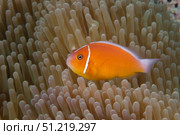 Pink anemonefish in its host anenome, Fiji. Terry Moore/Stocktrek Images/TASS. Стоковое фото, агентство ТАСС / Фотобанк Лори