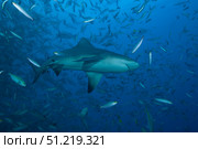 A large bull shark at The Bistro dive site in Fiji. Terry Moore/Stocktrek Images/TASS. Стоковое фото, агентство ТАСС / Фотобанк Лори