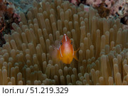 Pink anemonefish in its host anenome, Fiji. Terry Moore/Stocktrek Images/TASS. Стоковое фото, агентство ТАСС / Фотобанк Лори