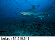 Silvertip shark at The Bistro Dive site in Fiji. Terry Moore/Stocktrek Images/TASS. Стоковое фото, агентство ТАСС / Фотобанк Лори