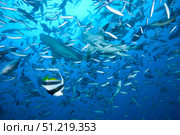 A large bull shark at The Bistro dive site in Fiji. Terry Moore/Stocktrek Images/TASS. Стоковое фото, агентство ТАСС / Фотобанк Лори
