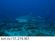 A large bull shark at The Bistro dive site in Fiji. Terry Moore/Stocktrek Images/TASS. Стоковое фото, агентство ТАСС / Фотобанк Лори