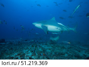 A large bull shark at The Bistro dive site in Fiji. Terry Moore/Stocktrek Images/TASS. Стоковое фото, агентство ТАСС / Фотобанк Лори
