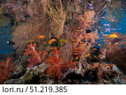 Schooling scalefin anthias fish and soft corals of Beqa Lagoon, Fiji. Terry Moore/Stocktrek Images/TASS. Стоковое фото, агентство ТАСС / Фотобанк Лори