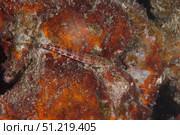 Small lizardfish, Fiji. Terry Moore/Stocktrek Images/TASS. Стоковое фото, агентство ТАСС / Фотобанк Лори