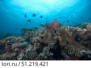 Schooling anthias fish and healthy corals of Beqa Lagoon, Fiji. Terry Moore/Stocktrek Images/TASS. Стоковое фото, агентство ТАСС / Фотобанк Лори