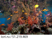 Schooling scalefin anthias fish and soft corals of Beqa Lagoon, Fiji. Terry Moore/Stocktrek Images/TASS. Стоковое фото, агентство ТАСС / Фотобанк Лори