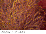 Soft coral polyps feeding, Beqa Lagoon, Fiji. Terry Moore/Stocktrek Images/TASS. Стоковое фото, агентство ТАСС / Фотобанк Лори