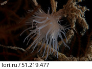 Cup coral polyps hang under a ledge on a reef in Fiji. Terry Moore/Stocktrek Images/TASS. Стоковое фото, агентство ТАСС / Фотобанк Лори