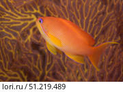 Scalefin anthias fish Beqa Lagoon, Fiji. Terry Moore/Stocktrek Images/TASS. Стоковое фото, агентство ТАСС / Фотобанк Лори