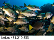 School of burito grunt fish, San Benedicto Island, Pacific Ocean, Mexico. VW Pics/Stocktrek Images/TASS. Стоковое фото, агентство ТАСС / Фотобанк Лори