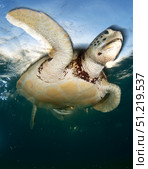 Green sea turtle (Chelonia mydas) in Akumal bay, Mexico. VW Pics/Stocktrek Images/TASS. Стоковое фото, агентство ТАСС / Фотобанк Лори
