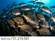School of burito grunt fish, San Benedicto Island, Pacific Ocean, Mexico. VW Pics/Stocktrek Images/TASS. Стоковое фото, агентство ТАСС / Фотобанк Лори