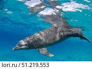 Bottlenose dolphin (Tursiops truncatus), Cozumel, Mexico. VW Pics/Stocktrek Images/TASS. Стоковое фото, агентство ТАСС / Фотобанк Лори