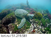 Green sea turtle (Chelonia mydas), Punta Moreno, Isabela Island. Galapagos. VW Pics/Stocktrek Images/TASS. Стоковое фото, агентство ТАСС / Фотобанк Лори
