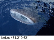 A whale shark breaks the surface with its mouth while collecting baitfish. VW Pics/Stocktrek Images/TASS. Стоковое фото, агентство ТАСС / Фотобанк Лори