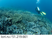 A diver swims over a shallow hard coral garden in Komodo National Park, Indonesia. VW Pics/Stocktrek Images/TASS. Стоковое фото, агентство ТАСС / Фотобанк Лори