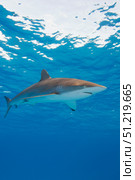 Silky shark (Carcharhinus falciformis), Coral Sea, Australia. VW Pics/Stocktrek Images/TASS. Стоковое фото, агентство ТАСС / Фотобанк Лори