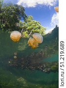 Jellyfish at the surface, Kakaban Island, Indonesia. VW Pics/Stocktrek Images/TASS. Стоковое фото, агентство ТАСС / Фотобанк Лори