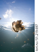 Sunrays illuminate a jellyfish, Kakaban Island, Indonesia. VW Pics/Stocktrek Images/TASS. Стоковое фото, агентство ТАСС / Фотобанк Лори
