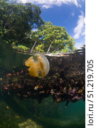 Jellyfish at the surface, Kakaban Island, Indonesia. VW Pics/Stocktrek Images/TASS. Стоковое фото, агентство ТАСС / Фотобанк Лори