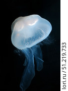 Moon jellyfish (Aurelia aurita). VW Pics/Stocktrek Images/TASS. Стоковое фото, агентство ТАСС / Фотобанк Лори