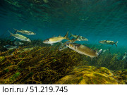 Striped mullet, Salt Springs, Florida. VW Pics/Stocktrek Images/TASS. Стоковое фото, агентство ТАСС / Фотобанк Лори
