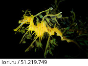 Leafy seadragon (Phycodurus eques). VW Pics/Stocktrek Images/TASS. Стоковое фото, агентство ТАСС / Фотобанк Лори