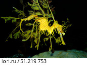Leafy seadragon (Phycodurus eques). VW Pics/Stocktrek Images/TASS. Стоковое фото, агентство ТАСС / Фотобанк Лори