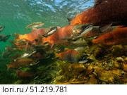 Red salmon (Oncorhynchus nerka), East River, Colorado. VW Pics/Stocktrek Images/TASS. Стоковое фото, агентство ТАСС / Фотобанк Лори