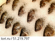 Tilapia on ice at a seafood market. VW Pics/Stocktrek Images/TASS. Стоковое фото, агентство ТАСС / Фотобанк Лори