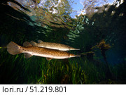 Florida gar, Silver Glen Springs, Florida. VW Pics/Stocktrek Images/TASS. Стоковое фото, агентство ТАСС / Фотобанк Лори