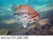 A largemouth bass faces swimming in Ponce de Leon Springs, Florida. Michael Wood/Stocktrek Images/TASS. Стоковое фото, агентство ТАСС / Фотобанк Лори