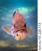 A largemouth bass faces off with the underwater photographer. Michael Wood/Stocktrek Images/TASS. Стоковое фото, агентство ТАСС / Фотобанк Лори