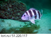 A large Sheepshead ruising the bottom of a rock jetty. Michael Wood/Stocktrek Images/TASS. Стоковое фото, агентство ТАСС / Фотобанк Лори