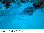 A stingray stirs up the sandy bottom off the coast of Grandy Cayman Island. Michael Wood/Stocktrek Images/TASS. Стоковое фото, агентство ТАСС / Фотобанк Лори