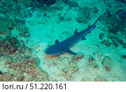 A Whitetip Reef Shark laying on the sany bottom off the coast of Fiji. Michael Wood/Stocktrek Images/TASS. Стоковое фото, агентство ТАСС / Фотобанк Лори