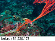 A Blackside Hawkfish swims over the red tentacles of a sea fan, Fiji. Michael Wood/Stocktrek Images/TASS. Стоковое фото, агентство ТАСС / Фотобанк Лори