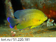 A Dusky Damselfish offshore from Panama City, Florida. Michael Wood/Stocktrek Images/TASS. Стоковое фото, агентство ТАСС / Фотобанк Лори