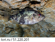 A Shadow Bass hovers motionless at the top of the Morrison Springs cavern. Michael Wood/Stocktrek Images/TASS. Стоковое фото, агентство ТАСС / Фотобанк Лори